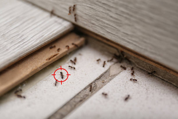 Best Ant Control Services  in Mulberry, FL