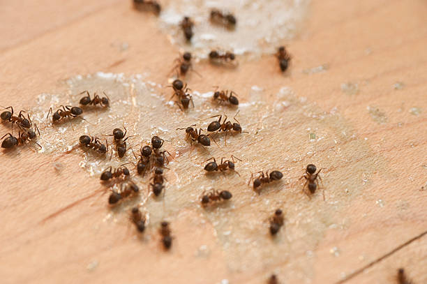 Best Affordable Exterminators  in Mulberry, FL