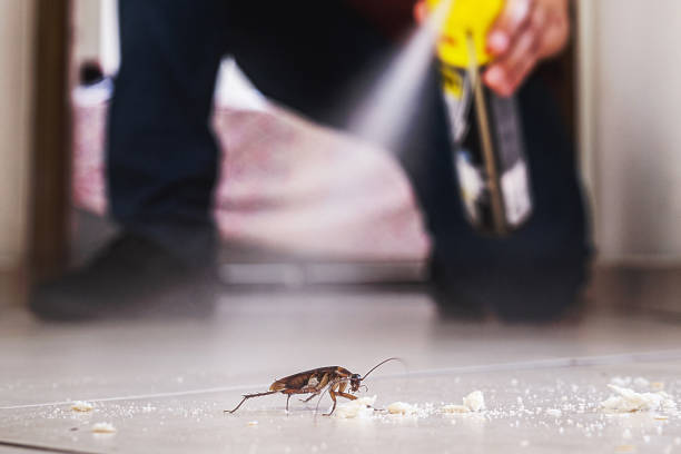 Best Wasp Removal Services  in Mulberry, FL