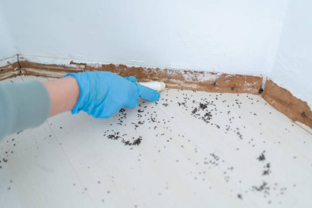 Best Cockroach Control Services  in Mulberry, FL